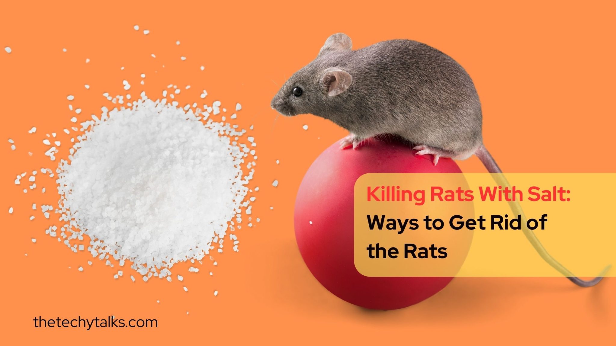 Killing Rats With Salt: Ways to Get Rid of the Rats