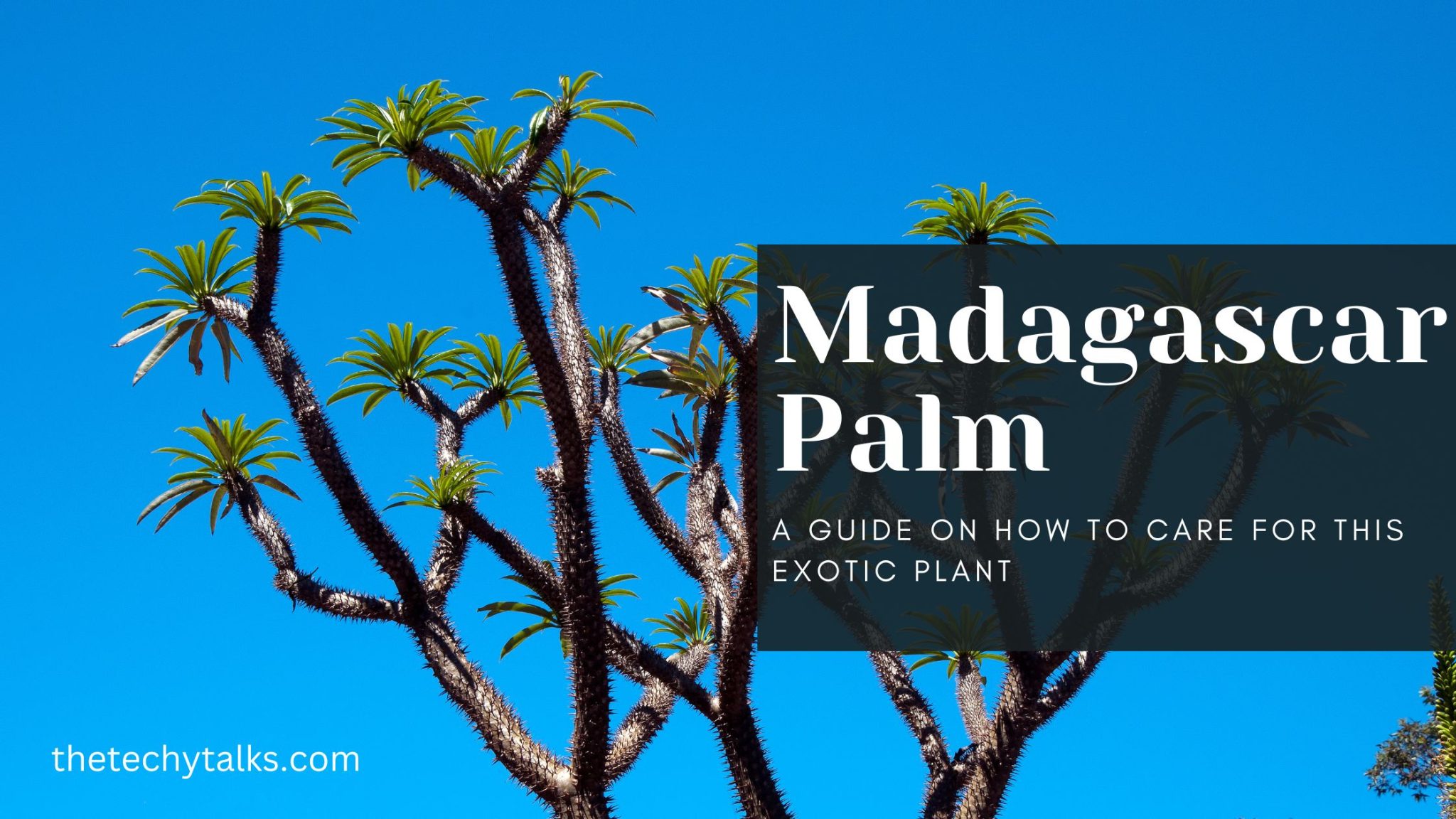 Madagascar Palm: A Guide on How to Care for This Exotic Plant