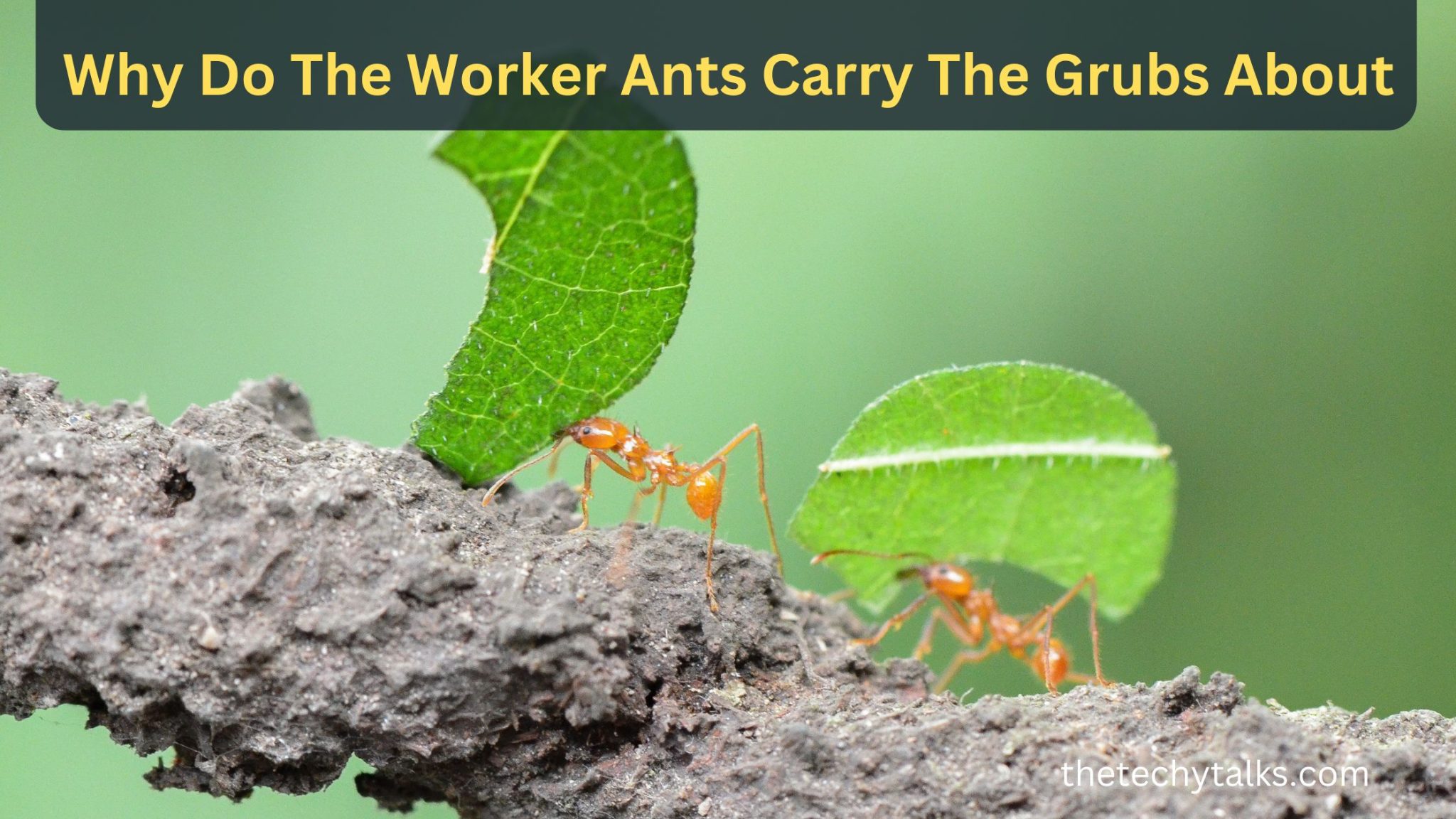 Why Do The Worker Ants Carry The Grubs About | Know More About Ants